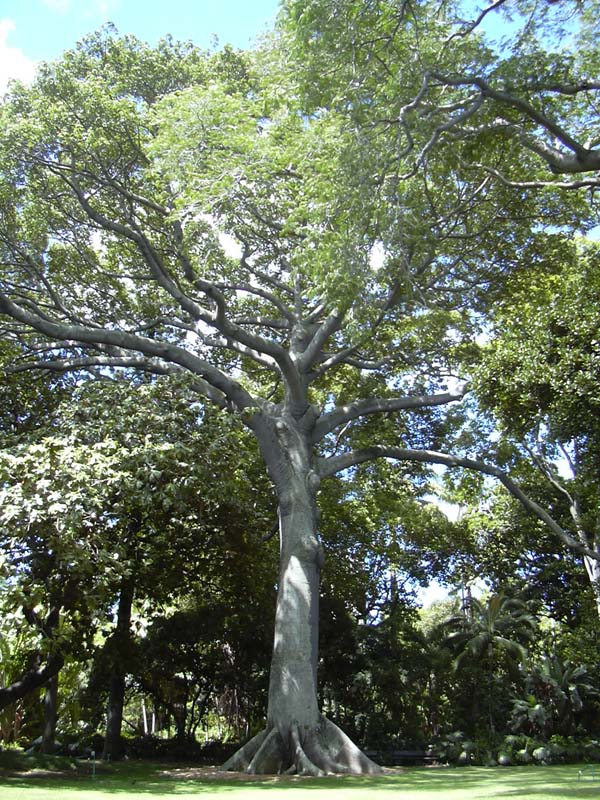 Хлопчатобумажное дерево